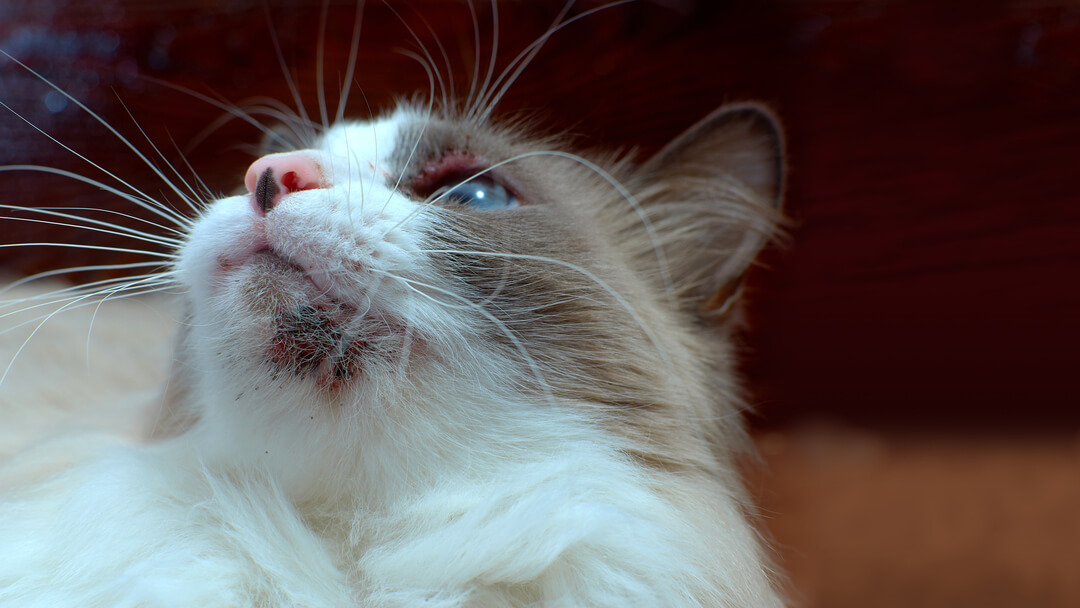 Acne bij katten Symptomen, oorzaken en behandeling Purina